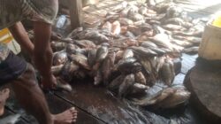 HIPMI Papua Barat dan Teluk Bintuni Komitmen Tingkatkan Kesejahteraan UMKM